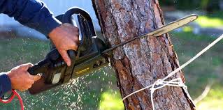 Why Choose Our Tree Removal Services in Lafayette, OR?