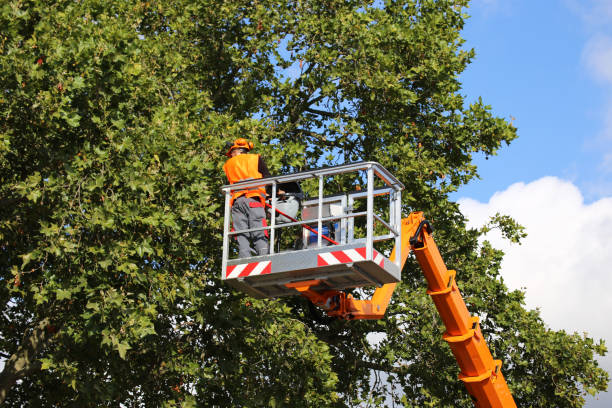 Best Tree and Shrub Care  in Lafayette, OR