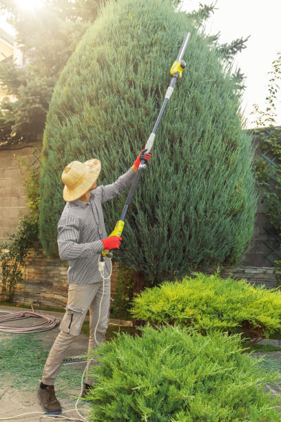 Reliable Lafayette, OR  Tree Services Solutions