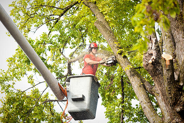 Best Tree Risk Assessment  in Lafayette, OR